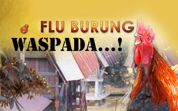 CARA MENGOBATI FLU BURUNG SECARA TRADISIONAL