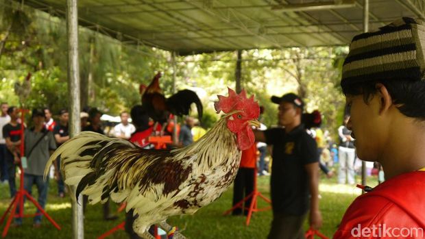 Kontes Ayam Ketawa Ala Dangdut dan Disco