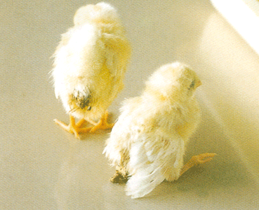 Penularan Penyakit Pullorum Atau Berak Kapur Pada Ayam