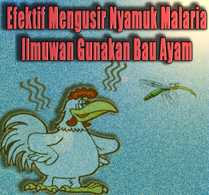 Agen Sabung Ayam ~ Ayam Dan Penyakit Malaria