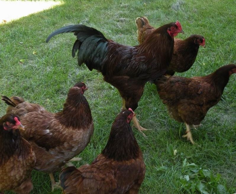 Ayam Multi Fungsi Dari Ohio Ayam Buckeye